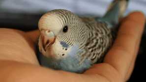 Jaká je normální teplota papoušků a jak jej správně měřit?